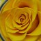 Preserved Real Roses with Colorful Mood Light Wishing Bottle, Eternal Rose, Never Withered Flowers, a Gifts for Women 4.3inch 1pcs (Yellow)